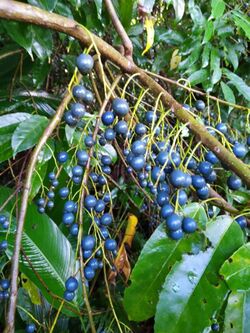 Elaeocarpus culminicola fruits.jpg