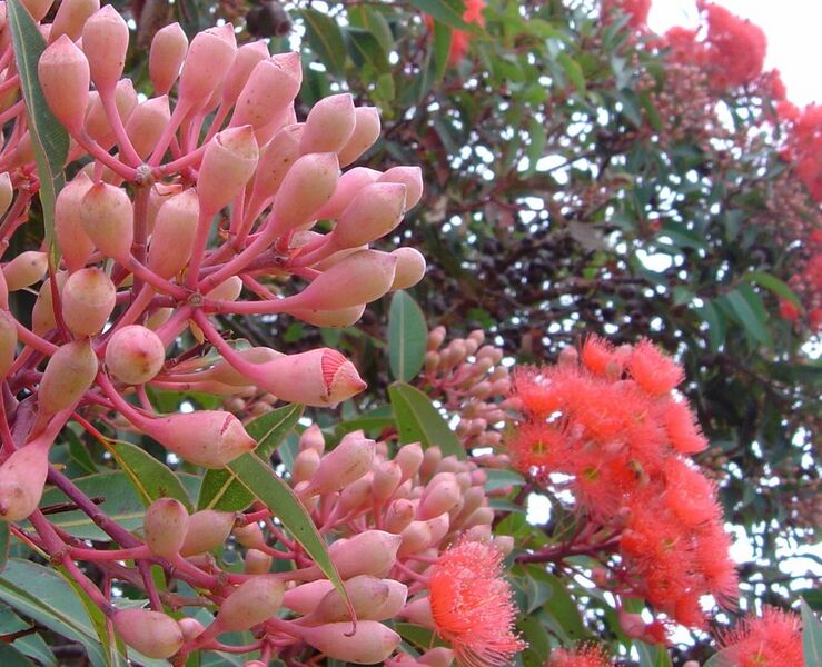 File:Eucalyptus ficifolia dehiscent flower bud.jpg