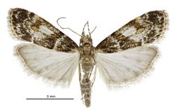 Eudonia thyridias male.jpg