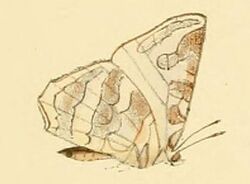 Euliphyra leucyania.JPG