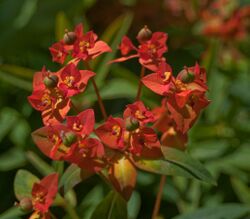 Euphorbia griffithii-2547.jpg