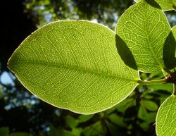 Ficus polita (nom), blare, Manie van der Schijff BT.jpg