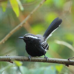 Formicivora melanogaster - Black-bellied Antwren (male) 01.jpg