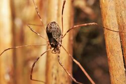 Forsteropsalis pureora female.jpg