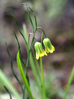 Fritillaria rhodia Rhodos 01.jpg