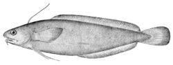 Gaidropsarus ensis.jpg