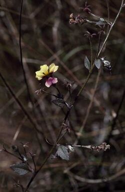 Goodenia arachnoidea.jpg