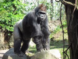 Gorilla bronx zoo anagoria.JPG