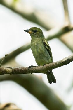 Green Tinkerbird, Arabuko-Sokoke Forest, Kenya CD5A4273.jpg