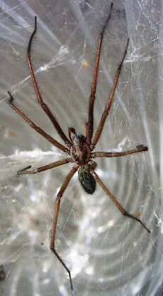 Hausspinne Tegenaria atrica.jpg