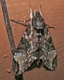 Hawkmoth (Psilogramma menephron) (6708087801).jpg