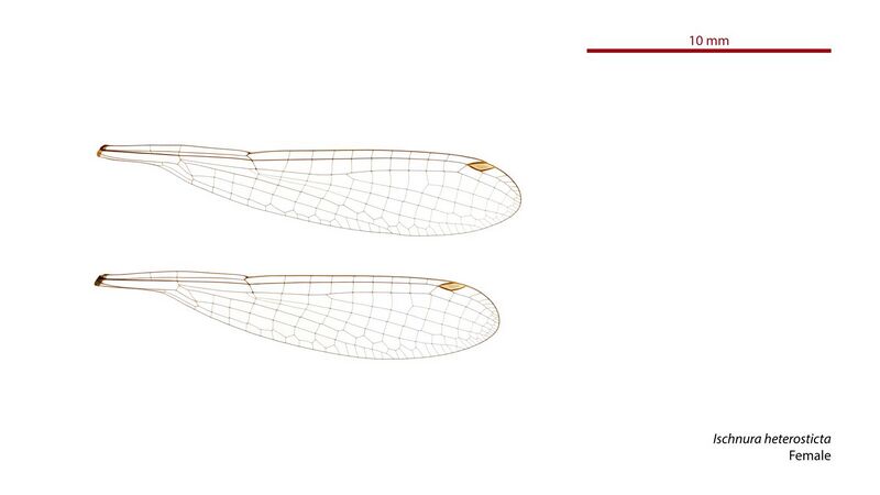 File:Ischnura heterosticta female wings (33985085664).jpg