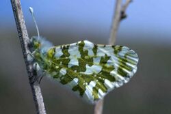 Island marble butterfly.jpg