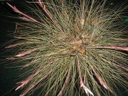 JWGII Tillandsia bartramii.jpg