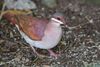 Key West quail-dove (Geotrygon chrysia).JPG