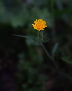 Krigia cespitosa flower.jpg