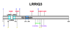 LRRIQ3 Domains and Motifs.png