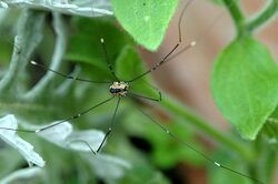 Leiobunum.rotundum.female.jpg