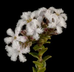 Leucopogon cordatus - Flickr - Kevin Thiele.jpg