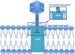 MANXYZ permease Step 4.jpg