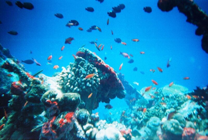 File:Maldivesfish2.jpg
