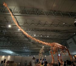 Mamenchisaurus in Japan.jpg