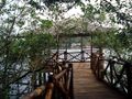 Mangroves park pappinisseri7.JPG