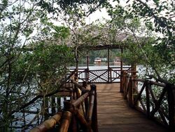 Mangroves park pappinisseri7.JPG