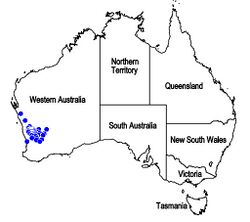 Map.Dicrastylis rugosifolia.jpg