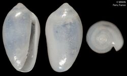 Marginella virgula (MNHN-IM-2000-1204).jpeg