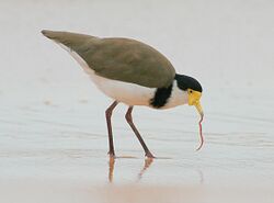 Masked Lapwing with worm.jpg