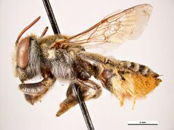 Megachile captionis f.jpg