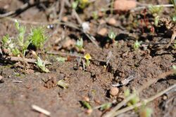 Mimulus pygmaeus.jpeg