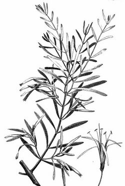 Muellerina bidwillii Loranthus bidwillii F.C.Wills (27866382219).jpg