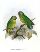 Drawing of two green parrots with orange faces and blue crowns, one with orange chest