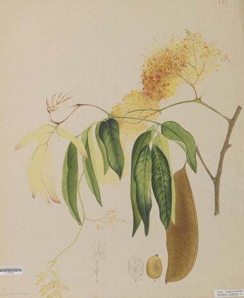 File:Naturalis Biodiversity Center - L.0939531 - Aken, J. van - Saraca indica Linnaeus - Artwork.jpeg