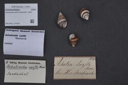 Naturalis Biodiversity Center - ZMA.MOLL.373603 - Achatinella swiftii Newcomb, 1853 - Achatinellidae - Mollusc shell.jpeg
