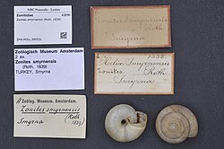 Naturalis Biodiversity Center - ZMA.MOLL.390531 - Zonites smyrnensis (Roth, 1839) - Zonitidae - Mollusc shell.jpeg