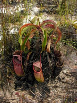 Nepenthes rowanae1.jpg