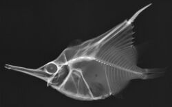 Notopogon fernandezianus X-ray.jpg