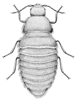 Odd beetle, adult, female (15b).jpg