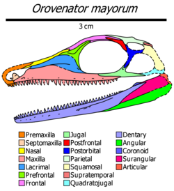 Orovenator skull diagram.png