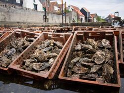 Oyster pits in Yerseke Netherlands 01.jpg
