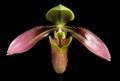 Paphiopedilum appletonianum (Gower) Rolfe, Orchid Rev. 4 364 (1896) (49701135636).jpg
