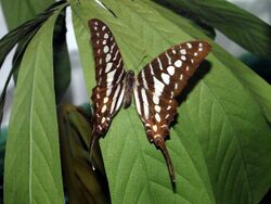 Papilionidae - Graphium policenes.JPG