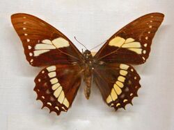 Papilionidae - Papilio menatius lenaeus.JPG