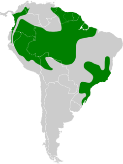 Patagioenas plumbea map.svg