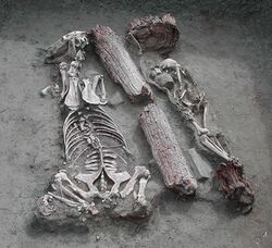 Pazyryk burial from Baga Turgen Gol site, Bayan-Ölgiy province, Western Mongolia.jpg