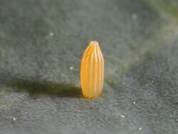 Pieris rapae egg.JPG