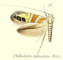 Pl.2-21-Philodoria splendida Walsingham, 1907.JPG